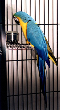 side mount shelf rest